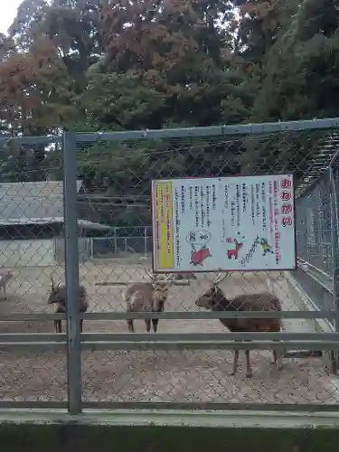 鹿島神宮の動物