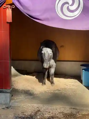 神田神社（神田明神）の動物