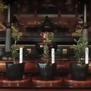 妙蓮寺の自然(2021年10月04日(月) 15時47分35秒投稿)