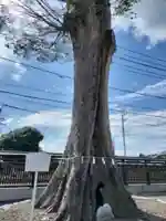 石井神社(茨城県)