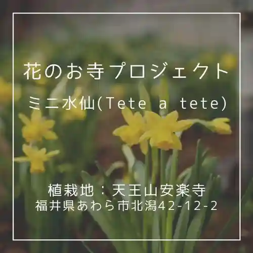 天王山 安楽寺(福井県)