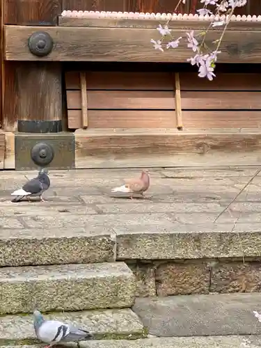 頂法寺（六角堂）の動物