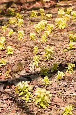 大成神宮(愛媛県)