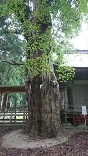 上沼八幡神社の自然