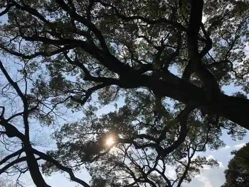 千栗八幡宮の自然