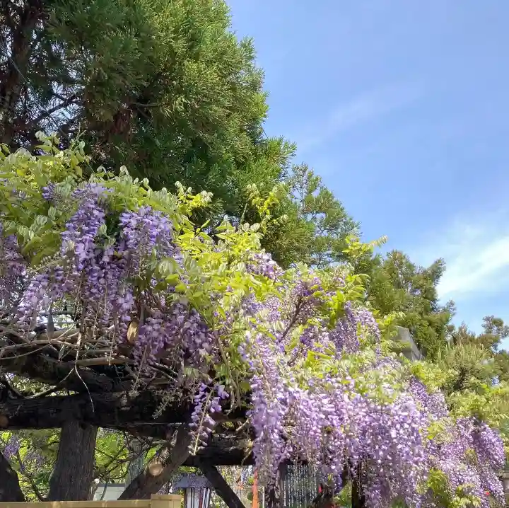 總社 和田八幡宮の自然
