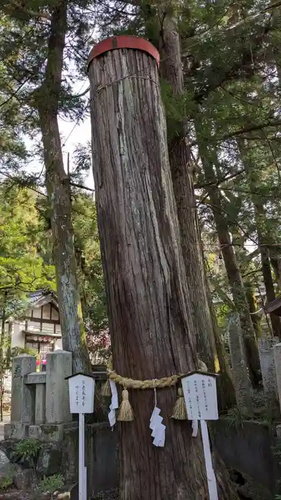 椙本神社の自然