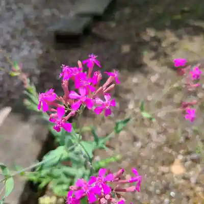 牛嶋天満宮の自然