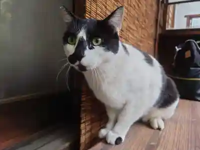 大綱金刀比羅神社(神奈川県)