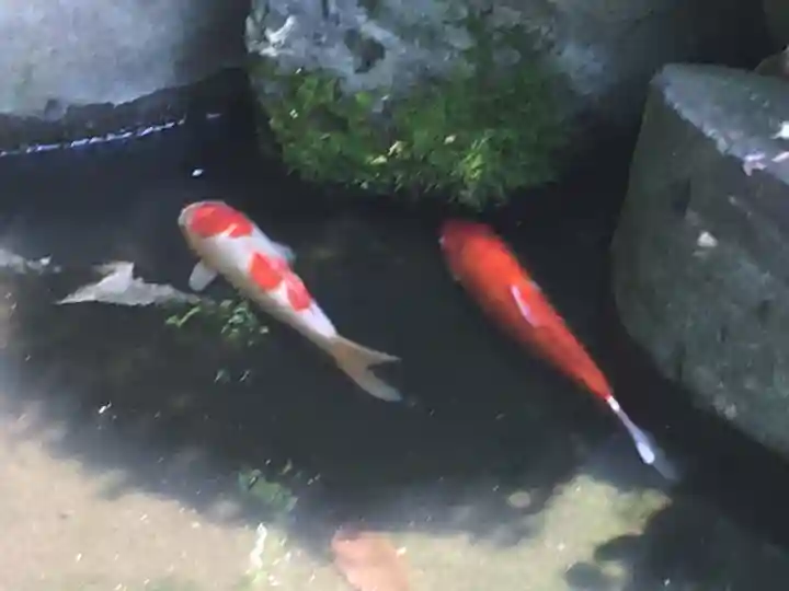 武州柿生琴平神社の動物