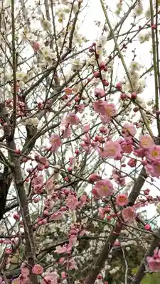 梅宮大社(京都府)