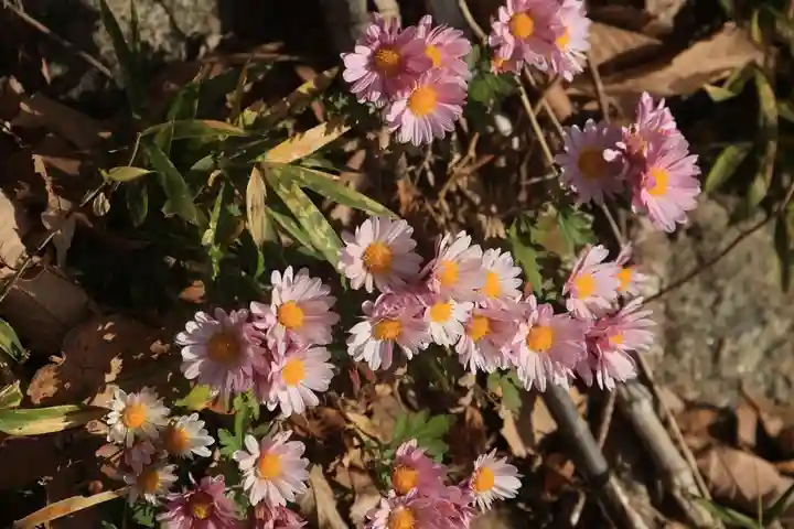 阿久津「田村神社」(郡山市阿久津町)旧社名:伊豆箱根三嶋三社の自然