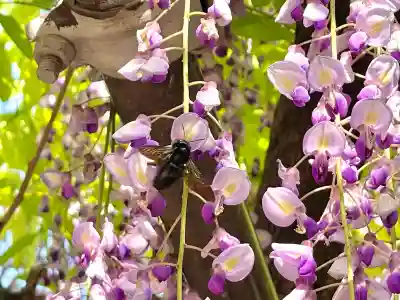 太巌寺（ふじの寺）(三重県)