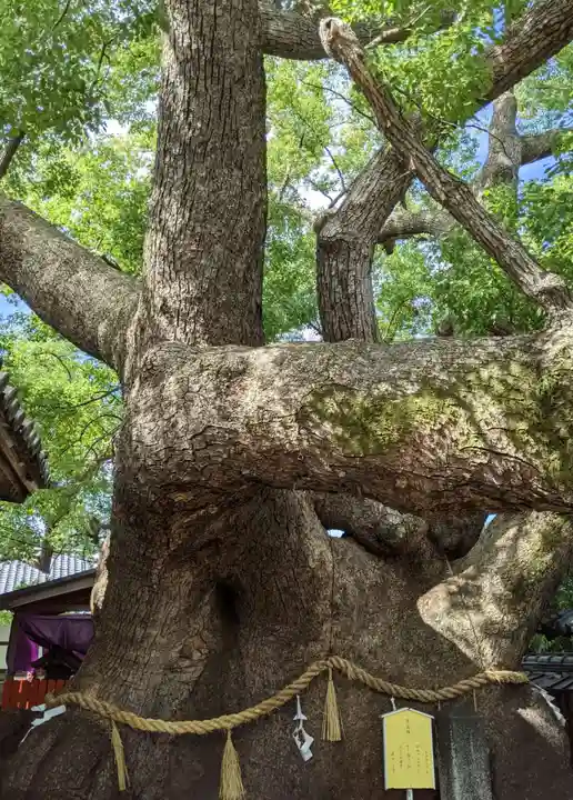 三島神社の自然