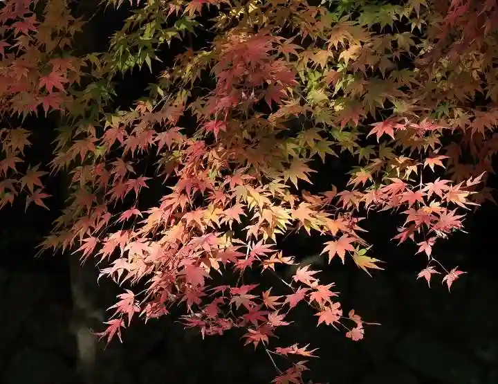 播州清水寺の自然