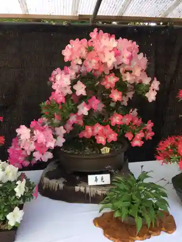 大宮八幡宮の庭園