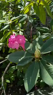 丹後一ノ宮 元伊勢 籠神社(京都府)
