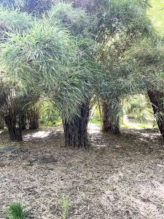 太郎稲荷神社の自然