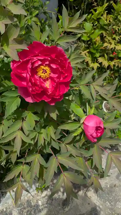 乘願院(京都府)