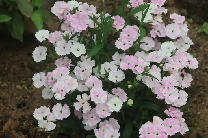 大鏑神社の庭園