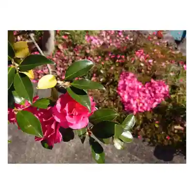 岐阜稲荷山本社(岐阜県)