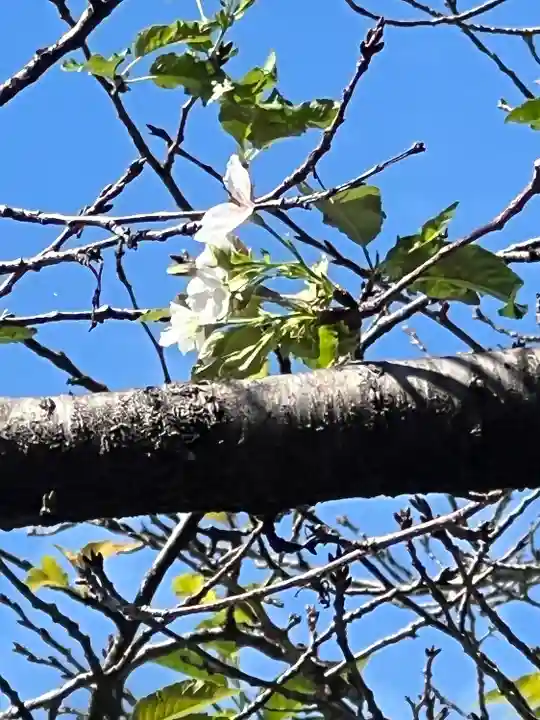 手力雄神社(岐阜県)