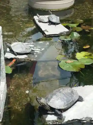 福祥寺（須磨寺）の動物