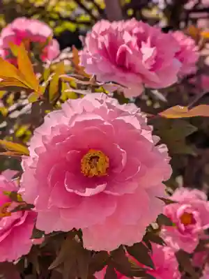 禅定院(東京都)