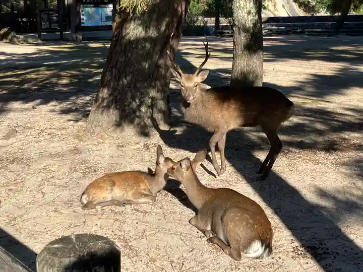 厳島神社(広島県)