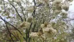 平野神社の自然