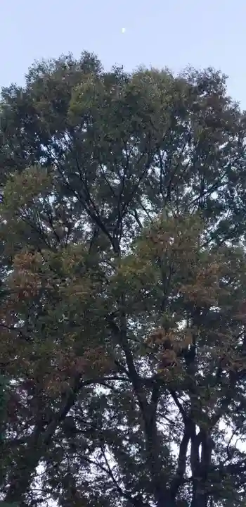 上小岩天祖神社の自然