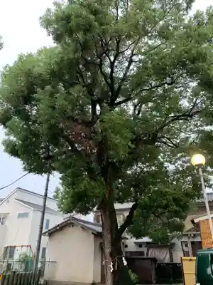 島頭天満宮の自然