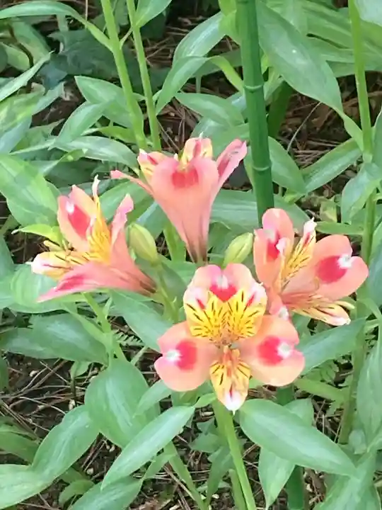 三寳寺(東京都)