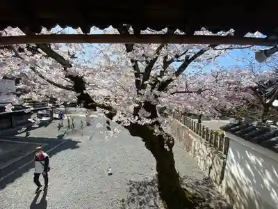 妙顯寺（妙顕寺）(京都府)