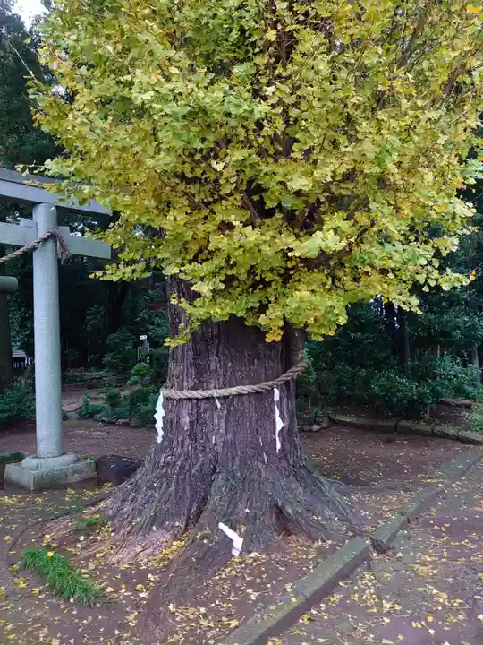 弓田香取神社の自然