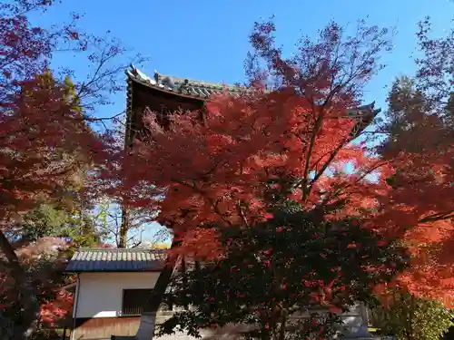永保寺の自然