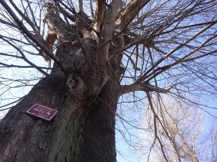 滝野川八幡神社の自然