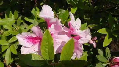 村松神社の自然