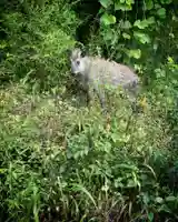 高司神社〜むすびの神の鎮まる社〜の動物