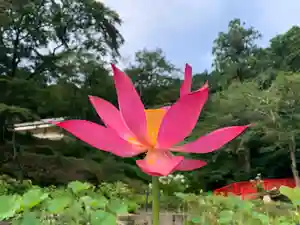 普門寺(切り絵御朱印発祥の寺)の自然(2021年07月11日(日) 13時49分31秒投稿)