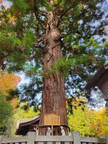 諏訪大社下社秋宮の自然