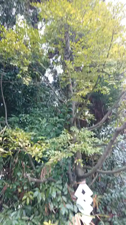 新熊野神社(京都府)