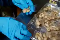 成田山大照寺(北海道)