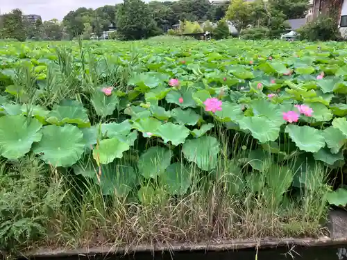 寛永寺不忍池弁天堂の自然
