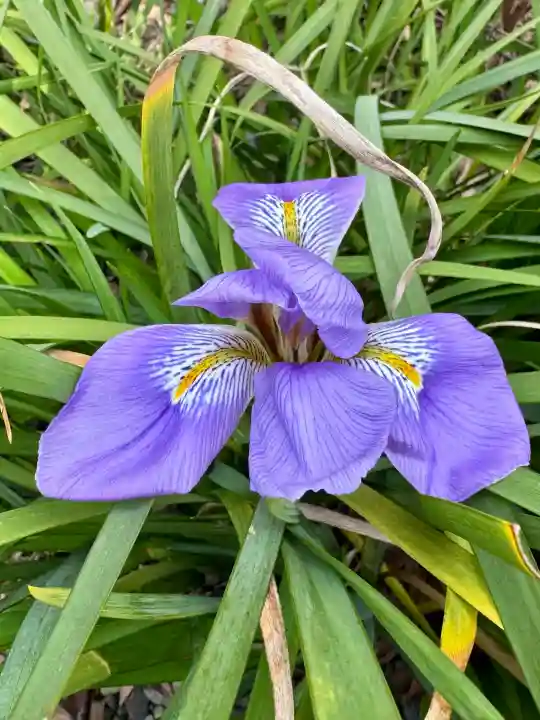 大蓮寺の{uncategorized: "未分類", other: "その他", undefined: "問題あり", building: "その他建物", grave: "お墓", sacred_gate: "鳥居", guardian: "狛犬", statue: "像", buddha: "仏像", history: "歴史", nature: "自然", garden: "庭園", animal: "動物", pagoda: "塔", temizu: "手水舎", mountain_gate: "山門・神門", sanctuary: "本殿・本堂", subordinate: "末社・摂社", art: "芸術", scenery: "景色", jizo: "地蔵", ema: "絵馬", goshuin: "御朱印", omikuji: "おみくじ", items: "授与品その他", amulet: "お守り", goshuincho: "御朱印帳", eats: "食事", festival: "お祭り", votive_dance: "神楽", shichigosan: "七五三参", wedding: "結婚式", experience: "体験その他", initially: "初詣", around: "周辺", anti_infection: "感染症対策"}