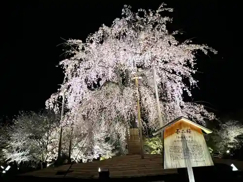 東寺（教王護国寺）(京都府)