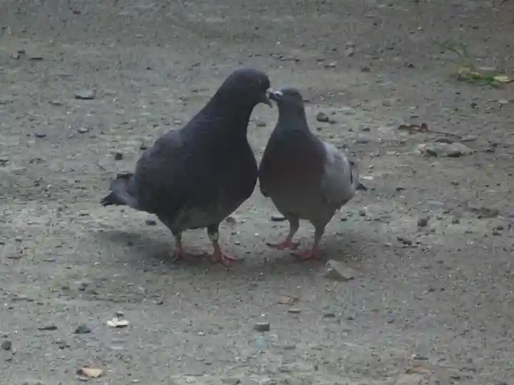 若宮八幡宮 の動物