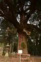 中畑神社(宮崎県)