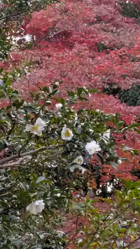 隨心院（随心院）(京都府)