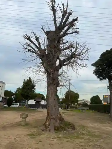 弁財神社　竹嶋神社の自然